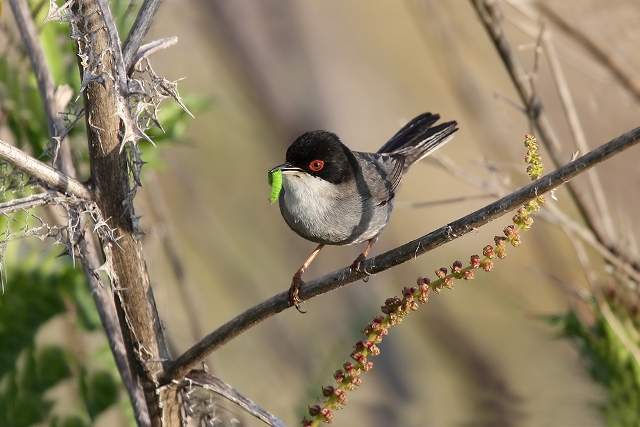 Sardinian Warbler 3