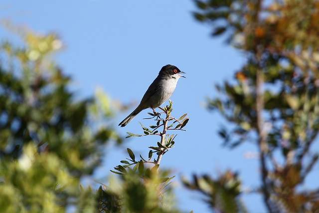 Sardinian Warbler 4
