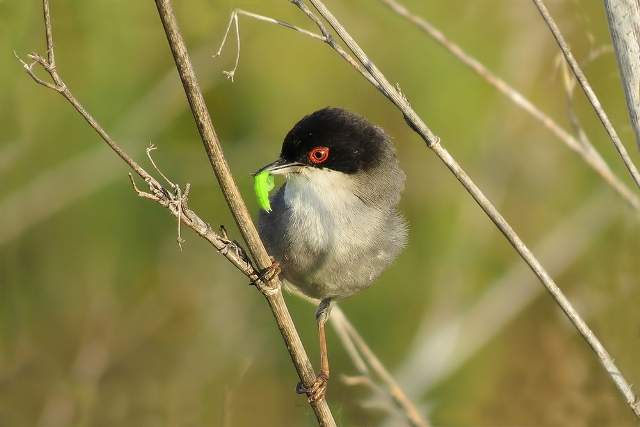 Sardinian Warbler 5