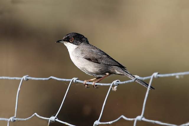 Sardinian Warbler 6