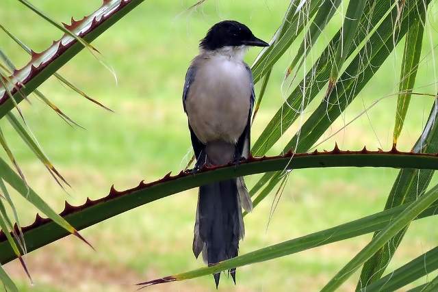Azure-winged Magpie, Algarve