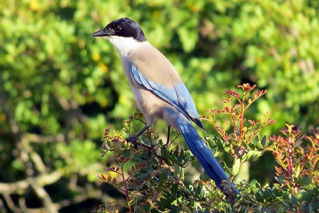Azure-winged Magpie at rest
