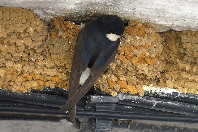 House Martin 3