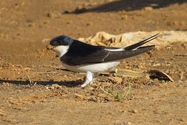 House Martin 4