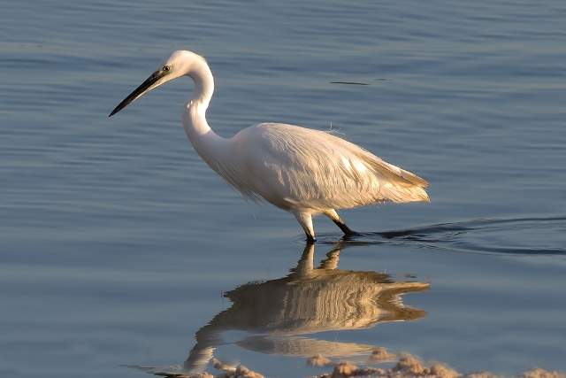 Little Egret 10