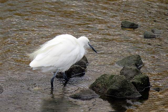 Little Egret 6