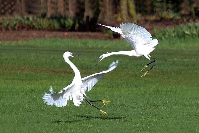 Little Egrets 9