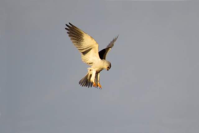 Black-winged Kite