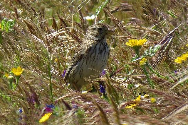 Corn Bunting 2