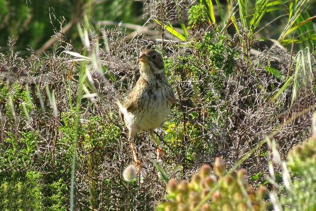 Corn Bunting 3