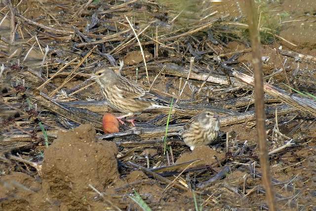Corn Bunting 4