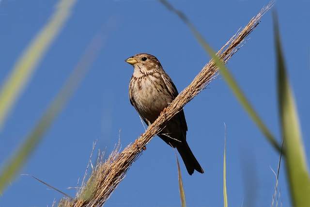 Corn Bunting 5