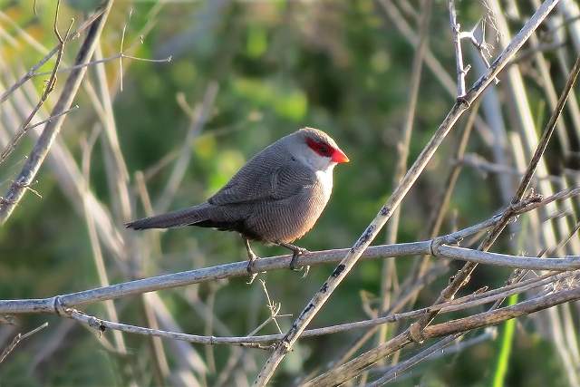 Common Waxbill 1