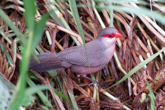 Common Waxbill 3
