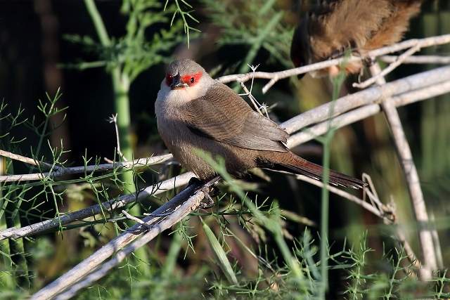 Common Waxbill 5