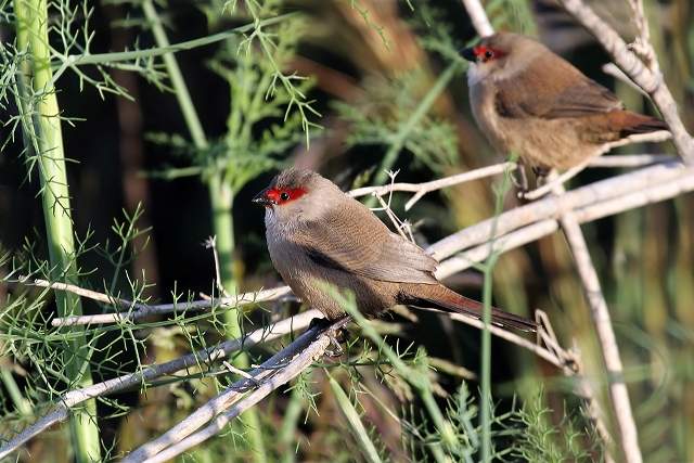 Common Waxbills