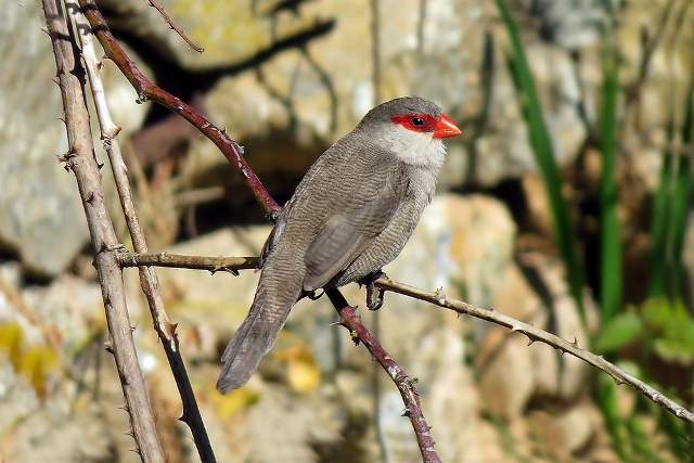 Common Waxbill 7