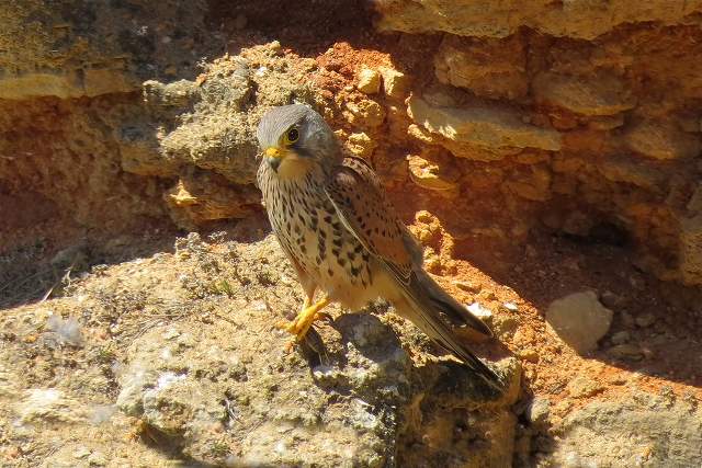 Kestrel 4
