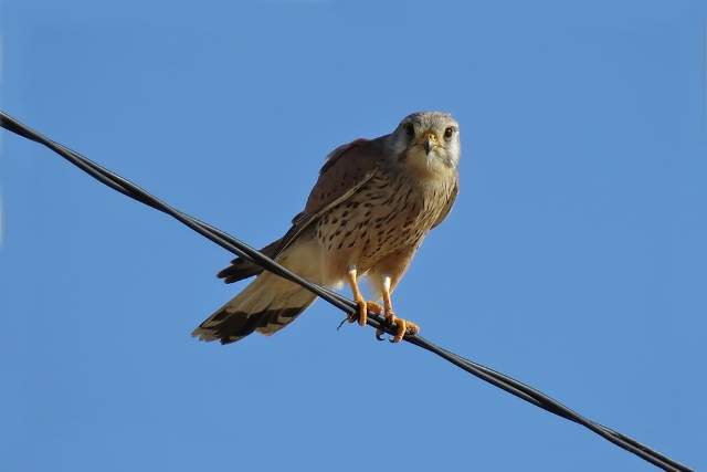 Kestrel 5