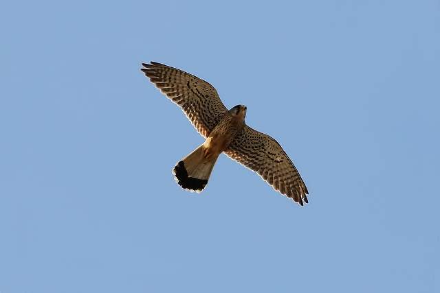 Kestrel 6