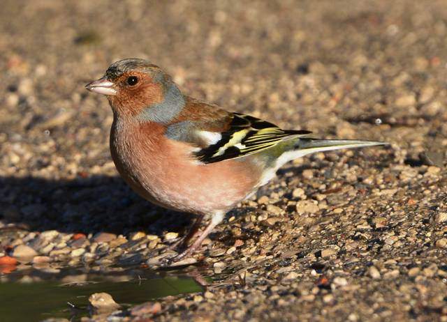 Common Chaffinch 1