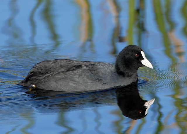 Common Coot1