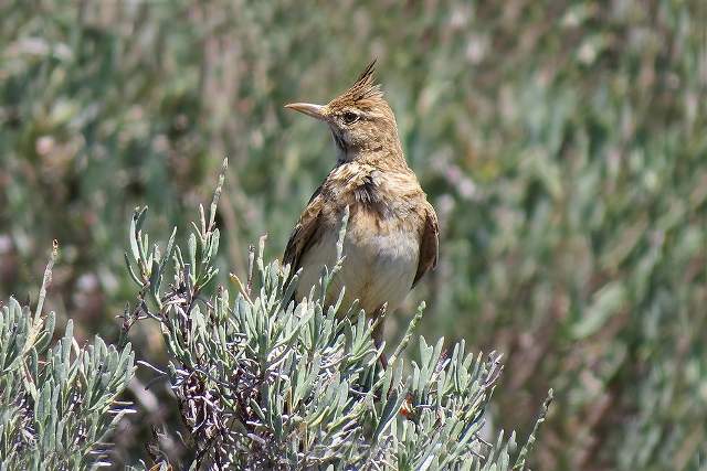 Crested lark 1