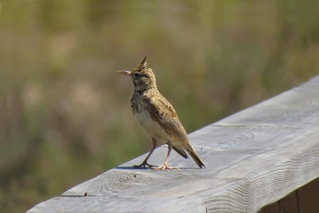 Crested Lark 2