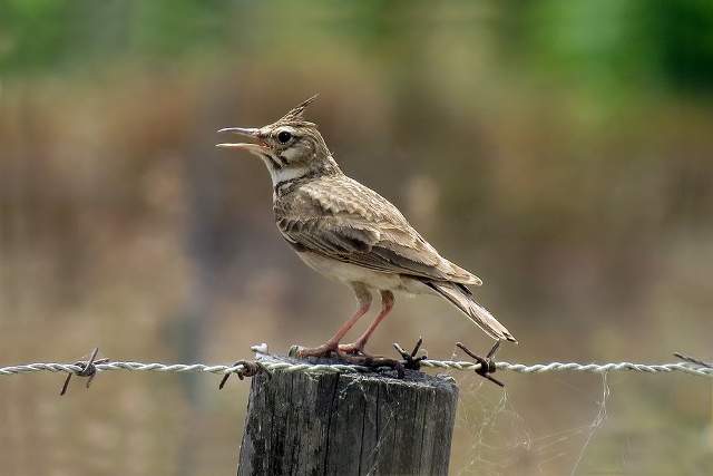 Crested Lark 3