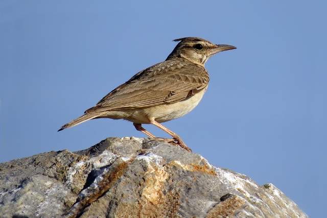 Crested Lark 4