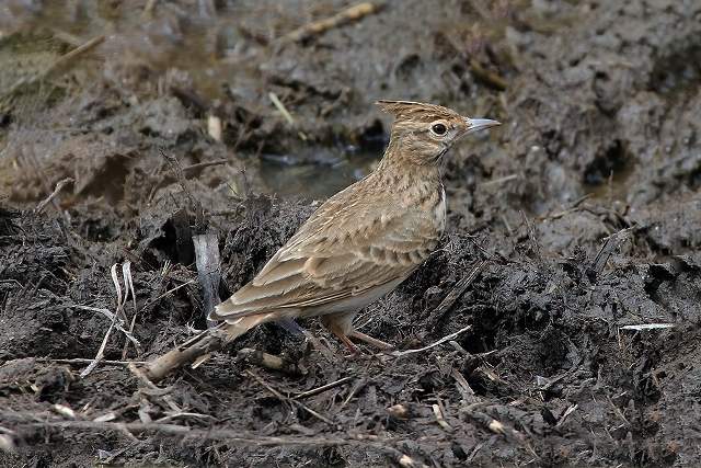 Crested Lark 5
