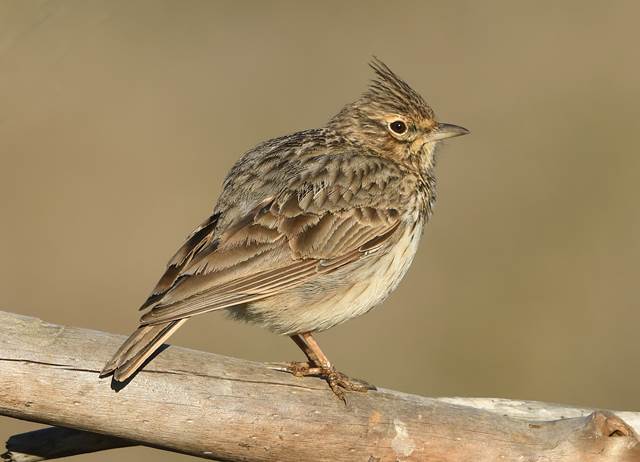 Thekla Lark