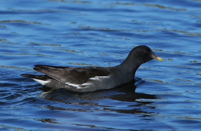 Common Moorhen
