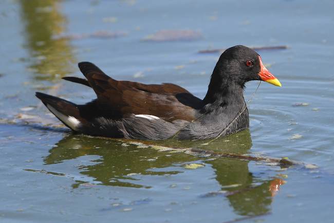 Common Moorhen immature