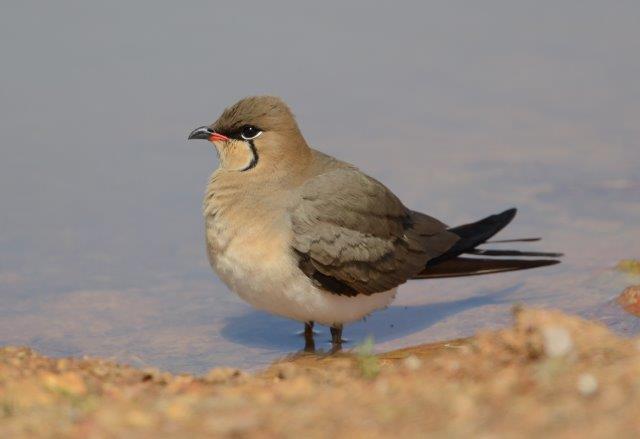 Collared Pratincole1