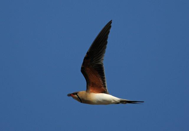 Collared Pratincole2