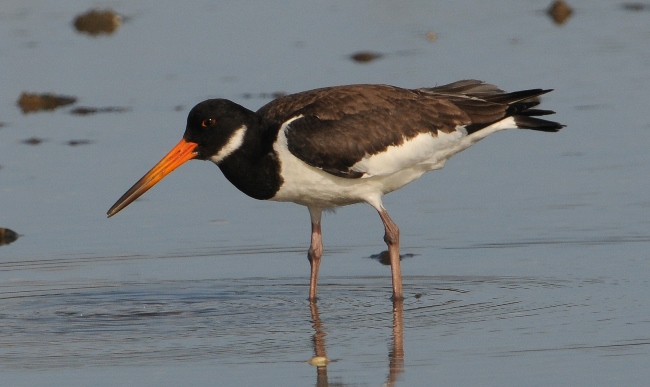 Oystercatcher 1