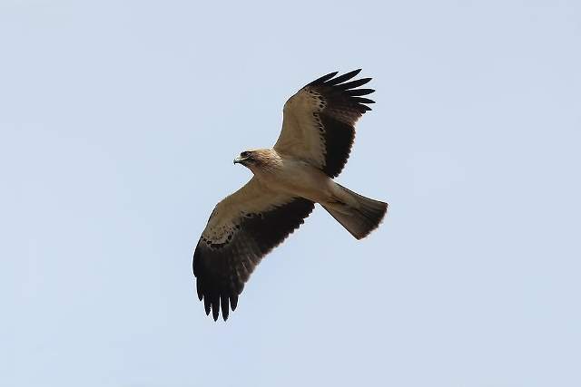 Booted Eagle