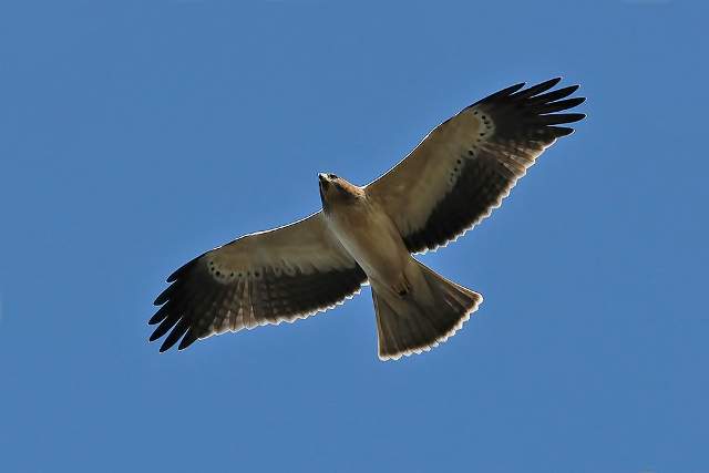 Booted Eagle