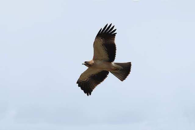 Booted Eagle