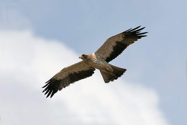 Booted Eagle