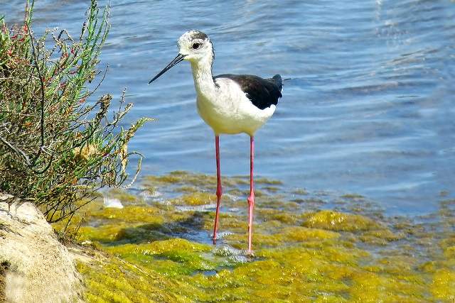 Black-winged Stilt