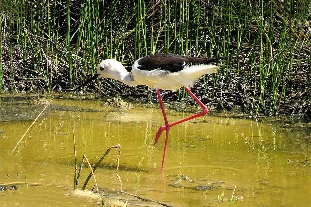 Black-winged Stilt