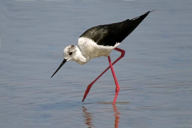 Black-winged Stilt