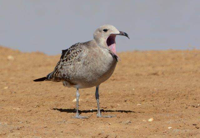 Audouin's Gull 2