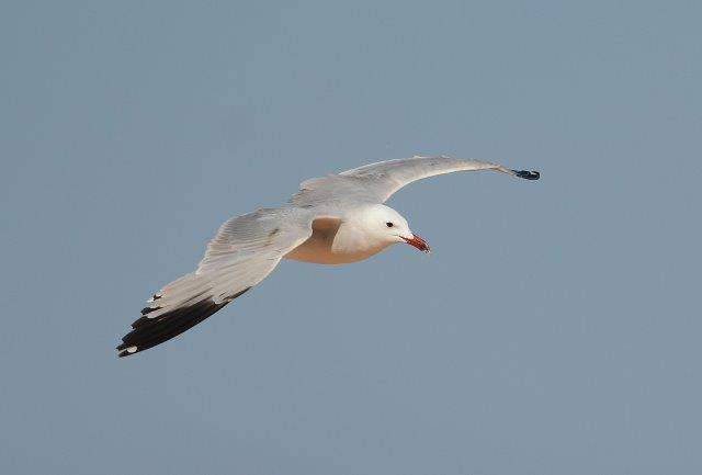 Audouin's Gull 3