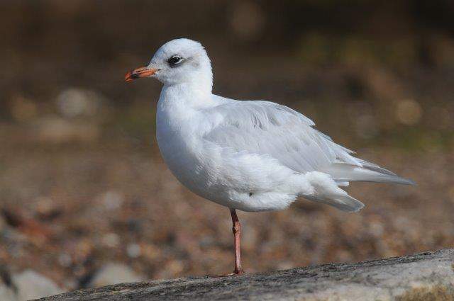 Mediterranean Gull1