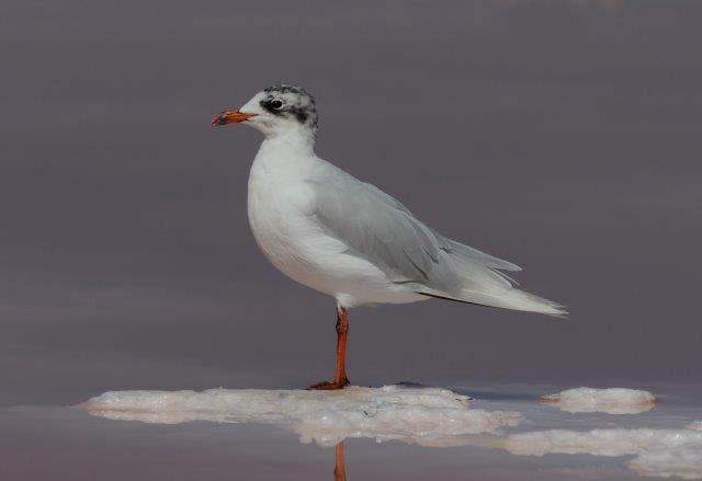Mediterranean Gull 2