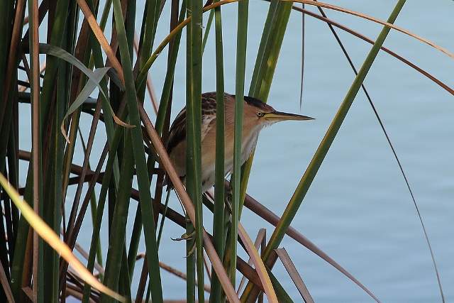 Little Bittern