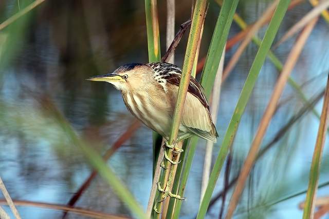 Little Bittern, Algarve